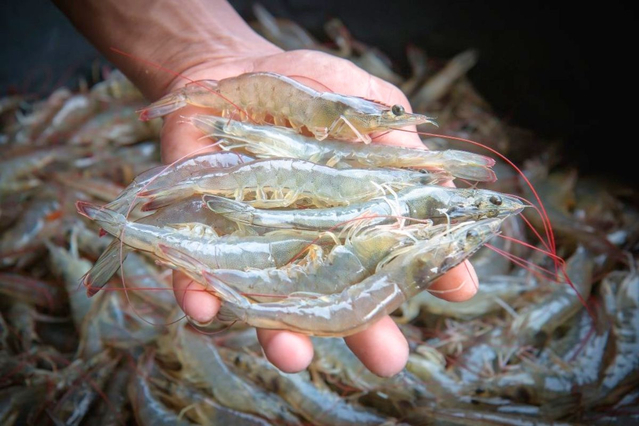 Quy Định Tính Phí Đánh Giá