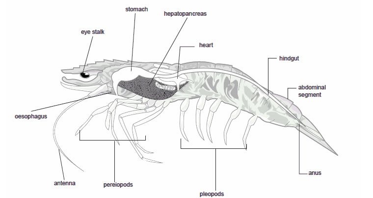 Các thành phần dinh dưỡng của tôm có thể bạn chưa biết2