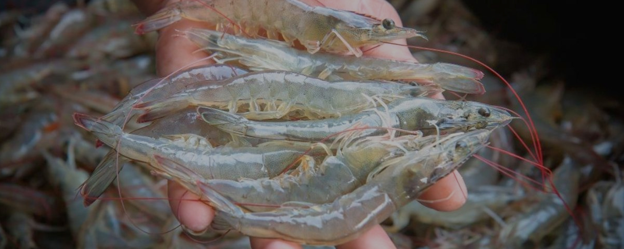 Công ty TNHH Global Cert (GC-A)